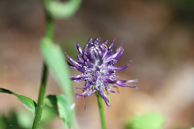 Phyteuma nigrum, photographed by Bee Together