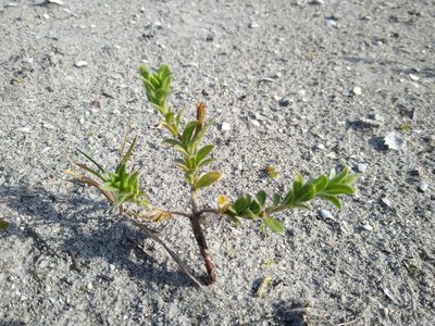 Oenothera humifusa, photographed by Mike Ostrowski