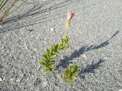 Oenothera humifusa, photographed by Mike Ostrowski