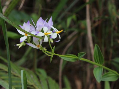 Exacum tetragonum, photographed by Firos AK