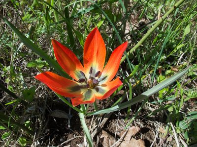 Tulipa orphanidea, photographed by katunchik