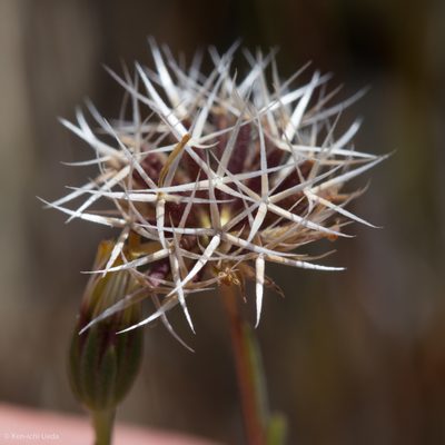 Rigiopappus leptocladus, photographed by Ken-ichi Ueda