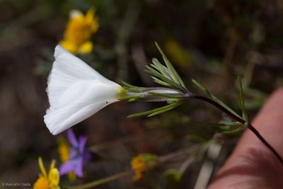 Linanthus dichotomus, photographed by Ken-ichi Ueda