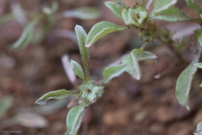 Hesperevax sparsiflora, photographed by Ken-ichi Ueda
