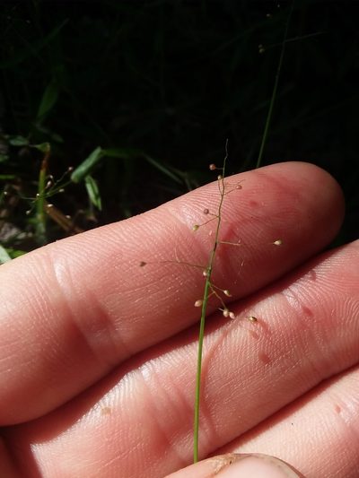Dichanthelium curtifolium, photographed by Will McFarland