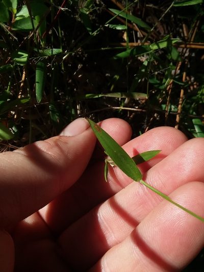 Dichanthelium curtifolium, photographed by Will McFarland