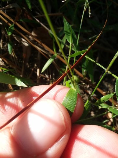 Dichanthelium curtifolium, photographed by Will McFarland