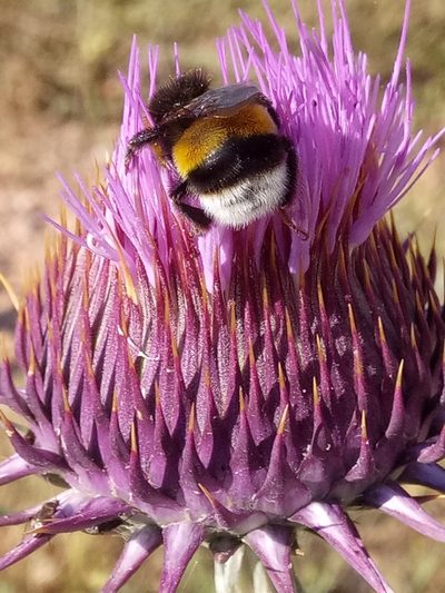 Onopordum macracanthum, photographed by Karim Haddad