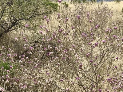 Dalea pulchra, photographed by CK2AZ