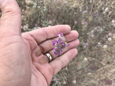 Dalea pulchra, photographed by CK2AZ