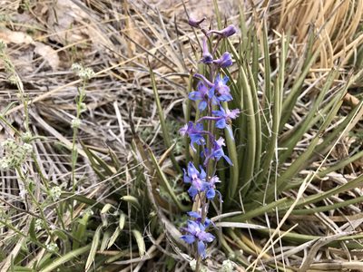 Delphinium parishii, photographed by CK2AZ