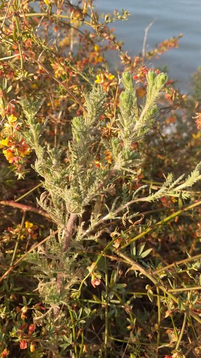 Deinandra increscens, photographed by George Williams