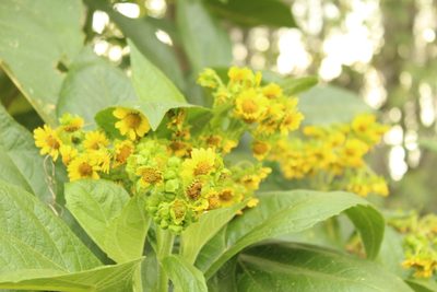 Smallanthus pyramidalis, photographed by Andrés Ramírez-Barrera