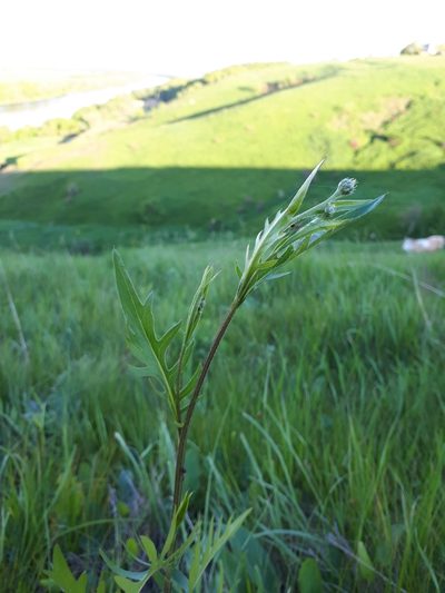 Klasea radiata, photographed by Валя Айникеева