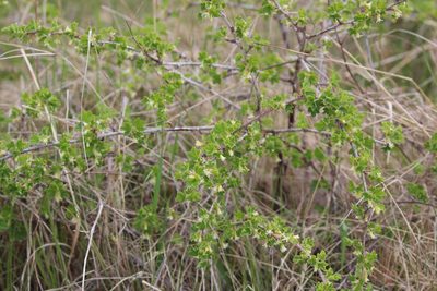 Ribes oxyacanthoides, photographed by Rob Foster