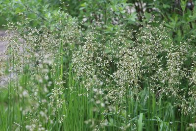 Anthoxanthum nitens, photographed by Nina Filippova