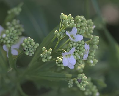 Armoracia sisymbrioides, photographed by Pavel Komkov