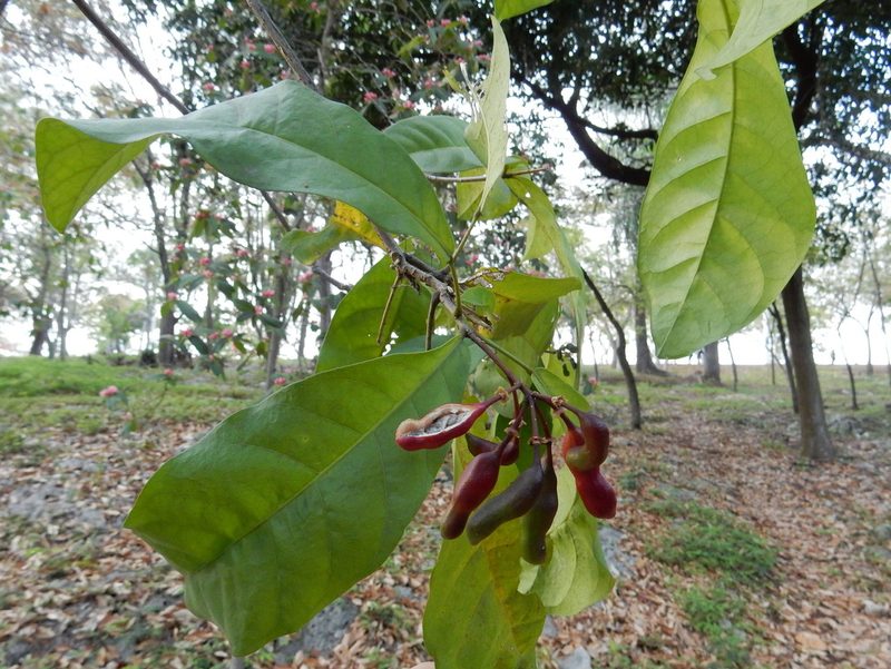 Morisonia frondosa, photographed by Yolanda M. Leon