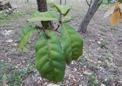 Morisonia frondosa, photographed by Yolanda M. Leon