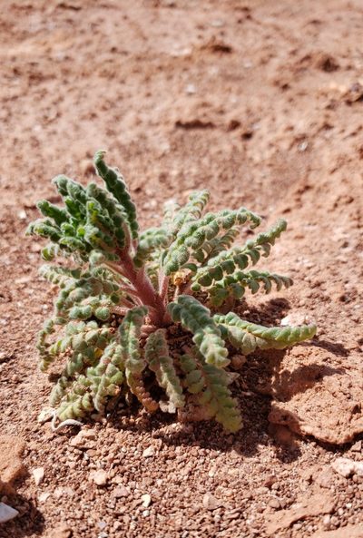 Phacelia glandulosa, photographed by Laura Holloway