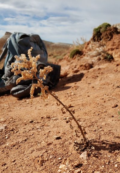 Phacelia glandulosa, photographed by Laura Holloway
