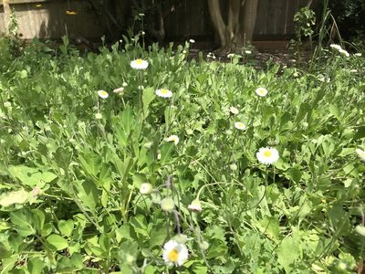 Erigeron procumbens, photographed by Rich Sommer