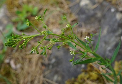 Thesium bavarum, photographed by Patrick Hacker