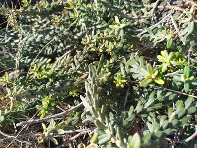 Baccharis patens, photographed by Noelia