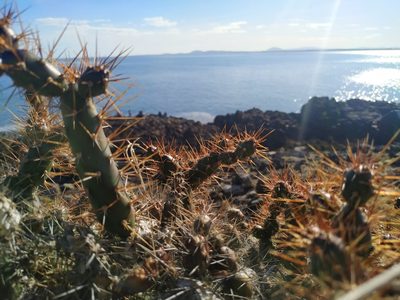 Opuntia aurantiaca, photographed by Noelia