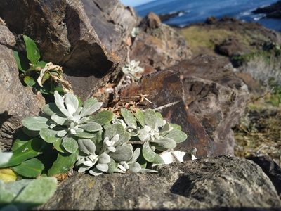 Senecio ostenii, photographed by Noelia