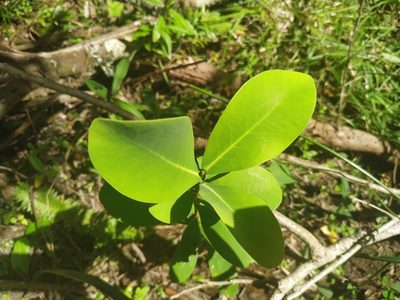 Daphnopsis racemosa, photographed by Noelia
