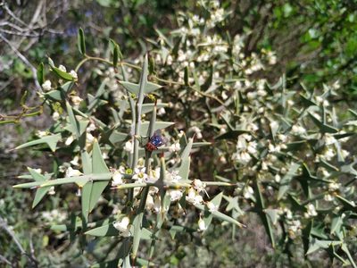 Colletia paradoxa, photographed by Noelia