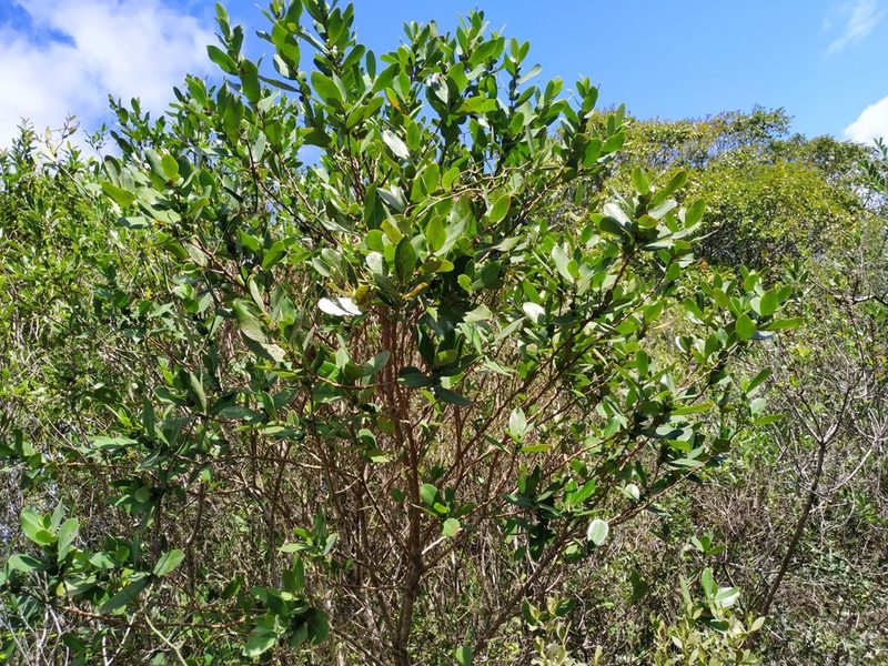 Azara uruguayensis, photographed by Noelia