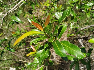 Lithraea brasiliensis, photographed by Noelia