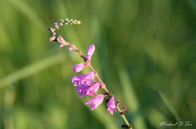 Physostegia pulchella, photographed by Michael D Fox