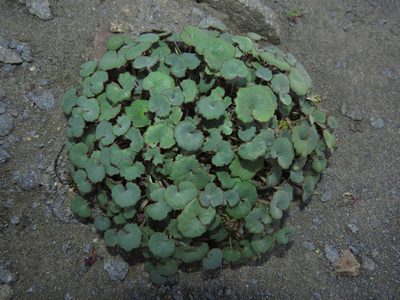 Pozoa coriacea, photographed by Nicolás Lavandero