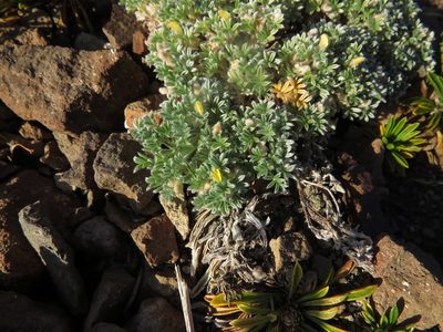 Adesmia glomerula, photographed by Nicolás Lavandero
