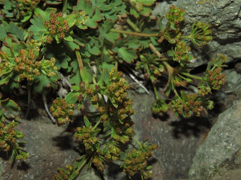 Azorella andina, photographed by Nicolás Lavandero