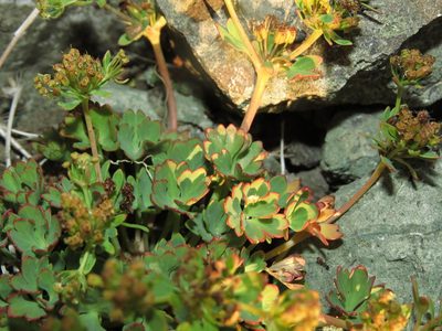 Azorella andina, photographed by Nicolás Lavandero