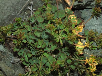 Azorella andina, photographed by Nicolás Lavandero