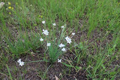 Sisyrinchium campestre, photographed by Jacob Friend