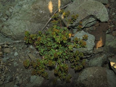 Azorella andina, photographed by Nicolás Lavandero