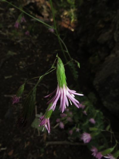 Calorezia nutans, photographed by Nicolás Lavandero