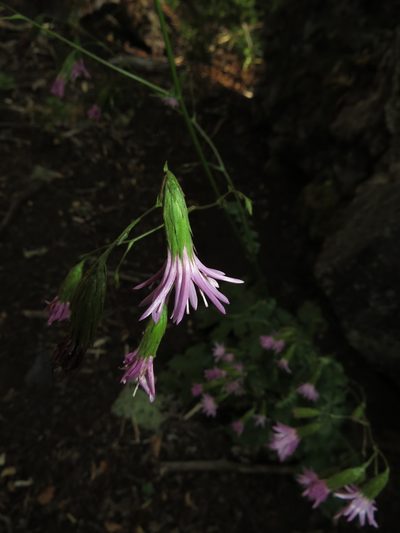 Calorezia nutans, photographed by Nicolás Lavandero