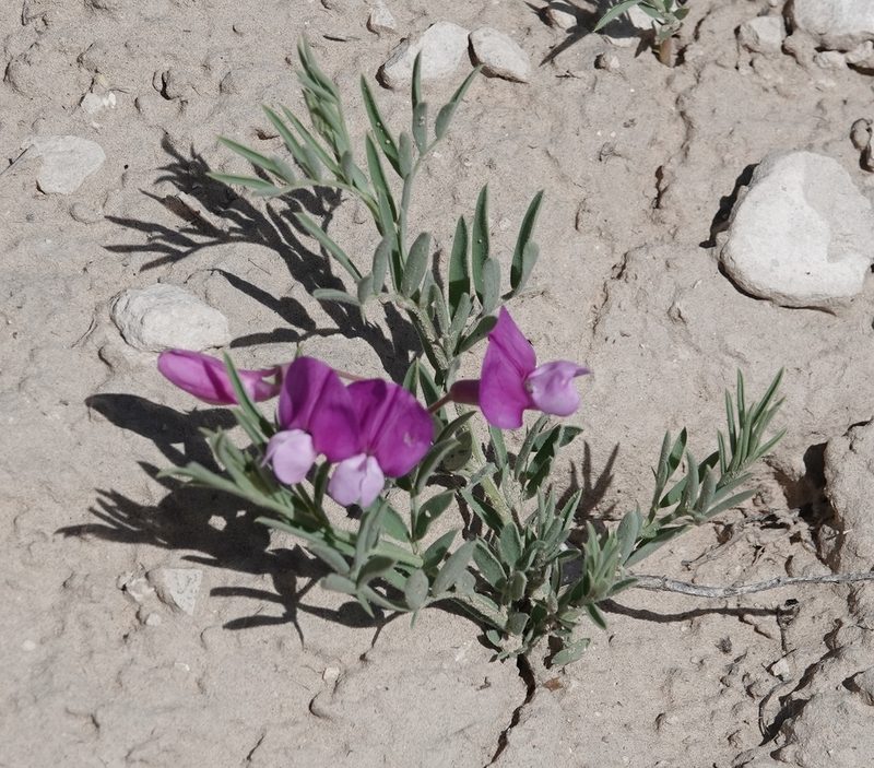 Lathyrus decaphyllus, photographed by Colin Croft