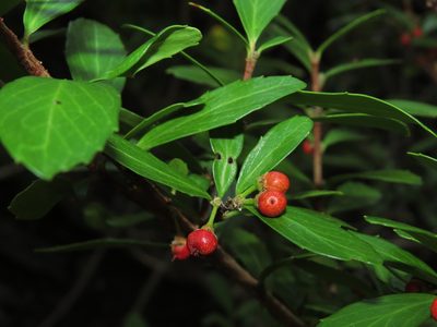 Azara alpina, photographed by Nicolás Lavandero