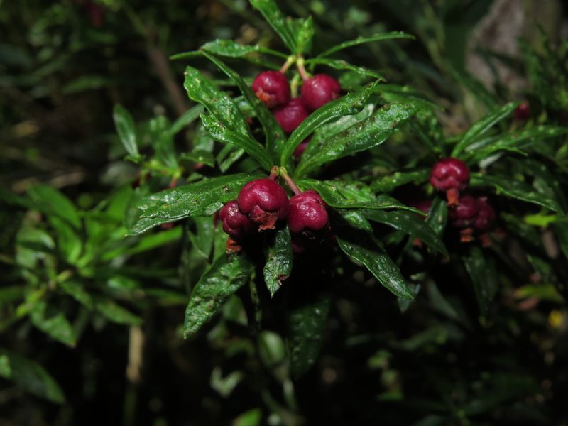 Gaultheria tenuifolia, photographed by Nicolás Lavandero
