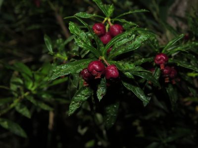 Gaultheria tenuifolia, photographed by Nicolás Lavandero