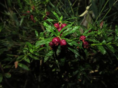 Gaultheria tenuifolia, photographed by Nicolás Lavandero
