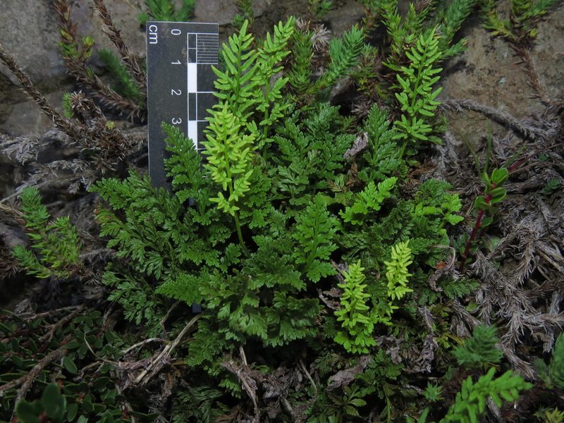 Cryptogramma fumariifolia, photographed by Nicolás Lavandero